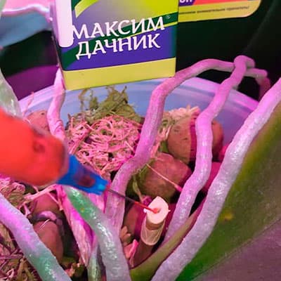 Обработка старого цветоноса фаленопсиса фунгицидом