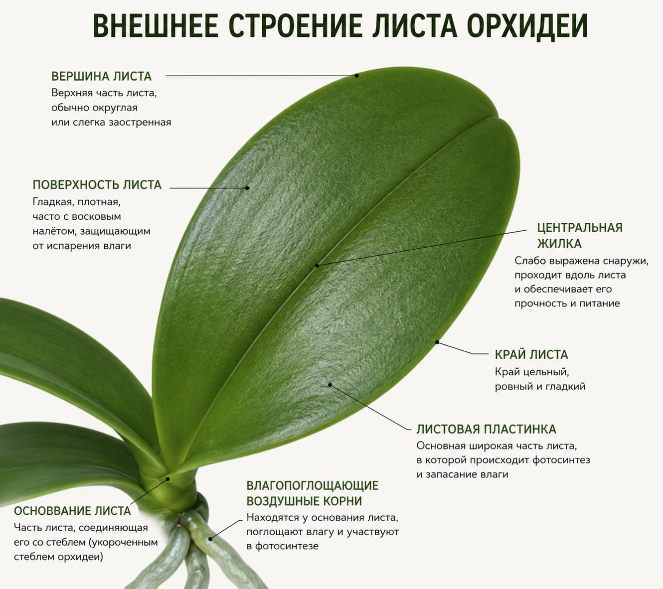 Внешнее строение листа орхидеи