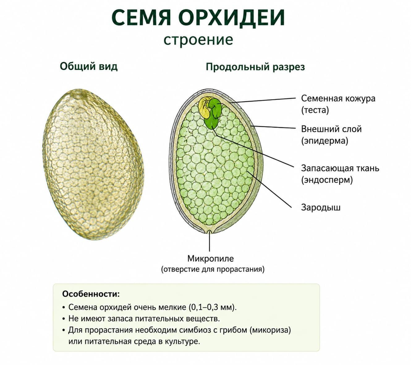 из чего состоит семя орхидеи