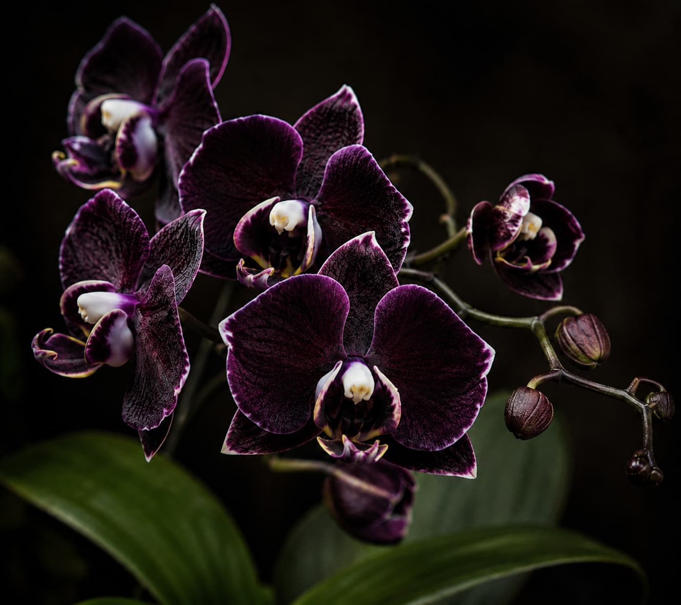 черный фаленопсис Phalaenopsis Black Prince