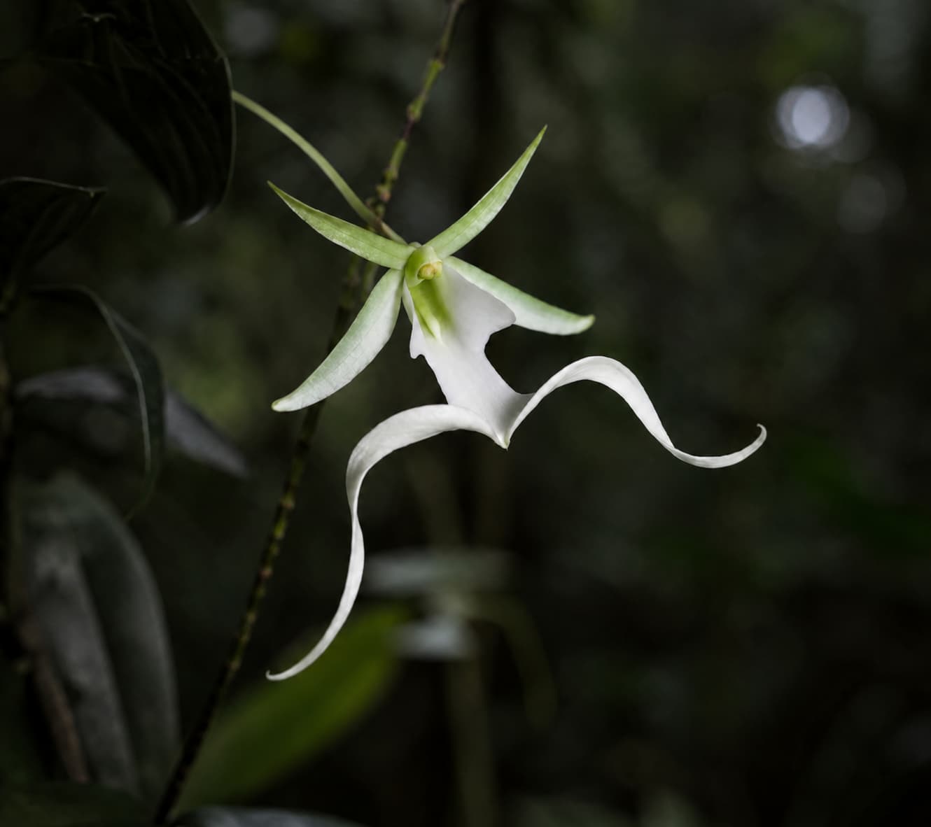 Dendrophylax lindenii цветение