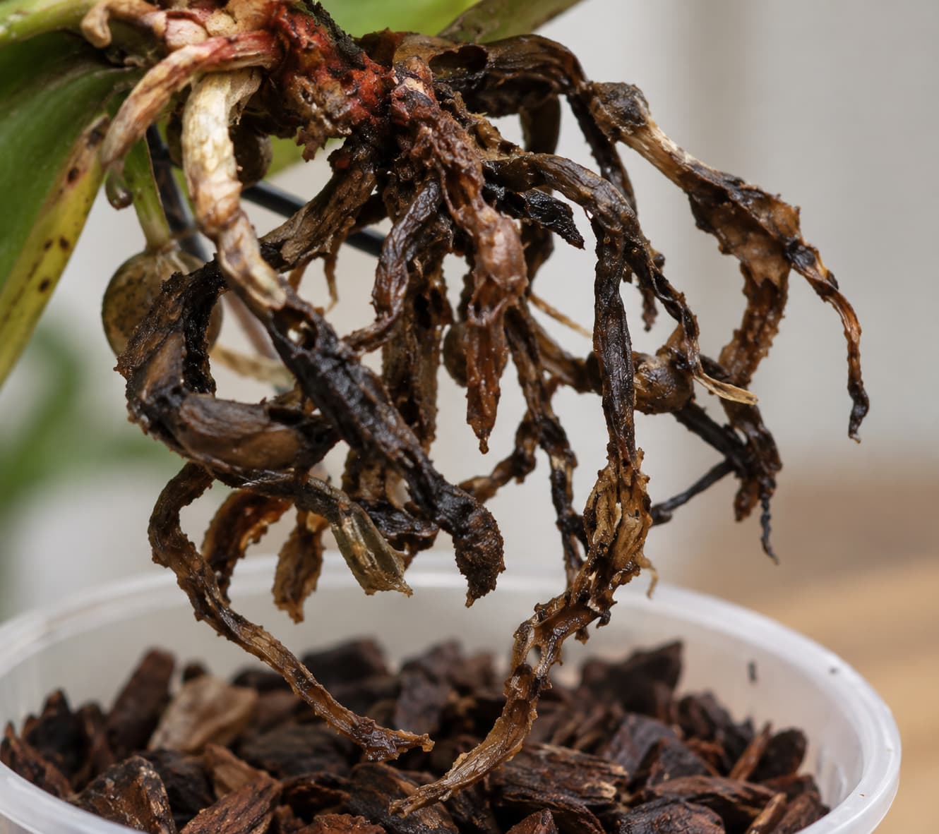 Чёрная мокрая гниль корней орхидеи Pythium или Phytophthora