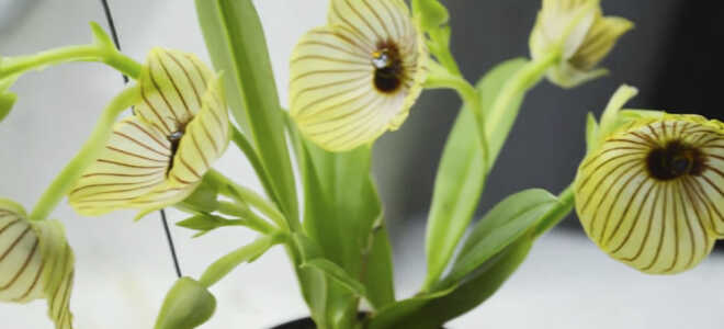 Орхидея Телипогон — условия для выращивания