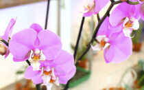 Стимуляторы роста для орхидей: рейтинг по эффективности