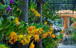 Сады орхидей в парках мира