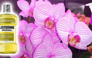 Листерин для орхидей