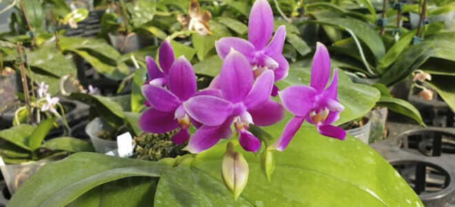 Фаленопсис Виолацея — орхидея с ярким ароматом