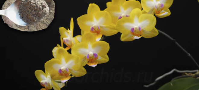 Зола для орхидей — эффективная подкормка