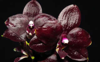 Черные орхидеи — разновидности