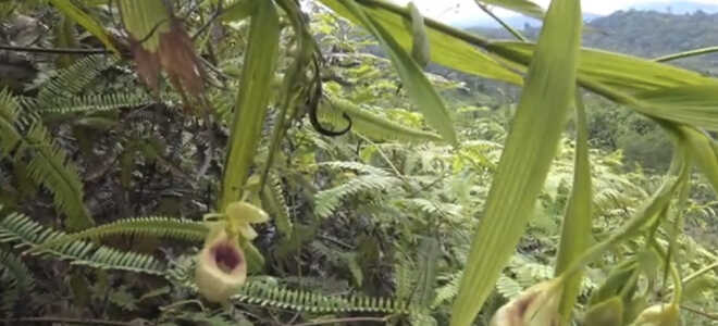 Орхидея Селенипедиум — описание, особенности
