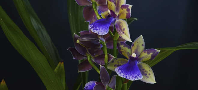 Орхидея Зигопеталум — Все об уходе дома
