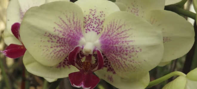 Как заставить орхидею фаленопсис зацвести — личный опыт