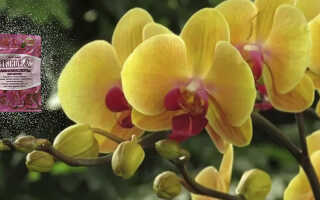 «Жива» — стимулятор роста для орхидей