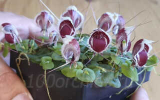 Орхидея Корибас — шлемовый цветок