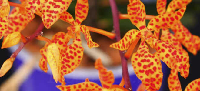 Орхидея Ренантера — уход в домашних условиях