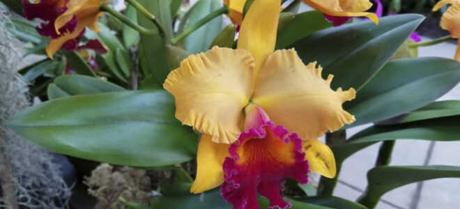 Каттлея — орхидея с разнообразными цветами