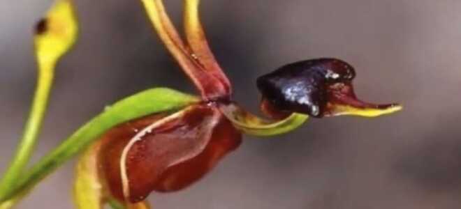 Орхидея — Летящая уточка