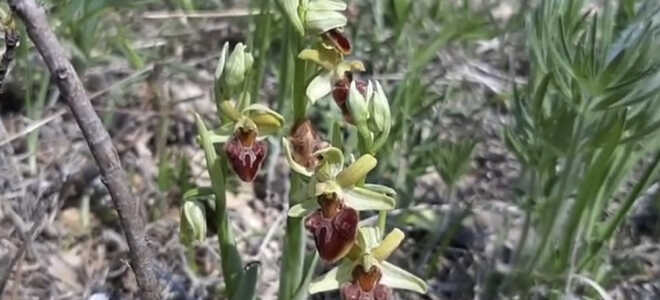 Орхидеи Офрис — удивительные хитрецы