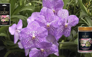 Ионитный субстрат для орхидей — Цион (Zion)