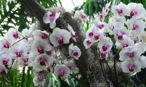 Где растут и как выживают красотки — орхидеи в дикой природе?