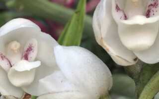 Орхидея «Голубь» — Peristeria Elata