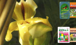 Инсектициды для орхидей — химия и биопрепараты