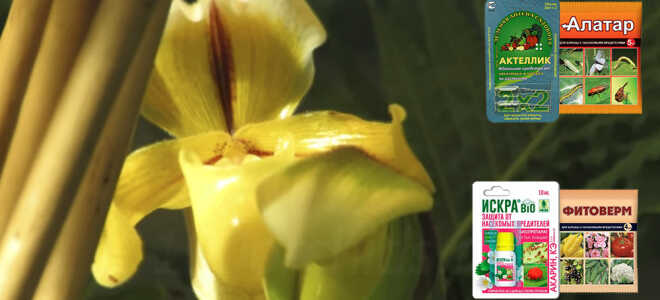 Инсектициды для орхидей — химия и биопрепараты