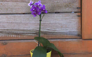 Горшок для орхидеи — правила выбора