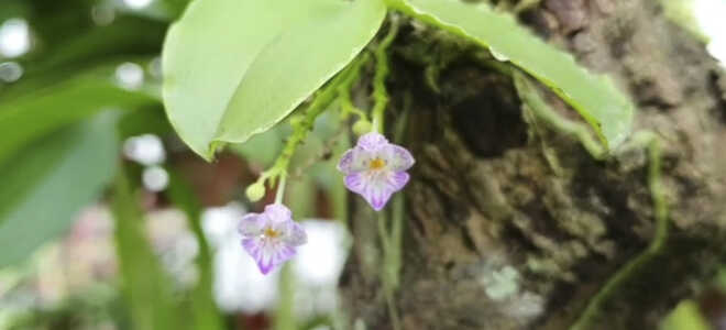 Фаленопсис аппендикулата — орхидея с отростком