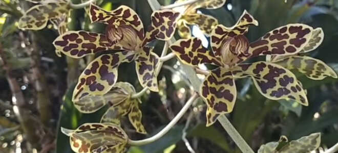 Самые большие орхидеи в мире