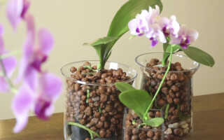 Неорганические грунты для орхидей