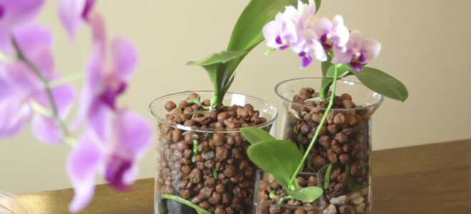 Неорганические грунты для орхидей