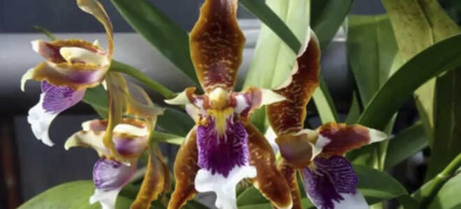 Орхидея Одонтоглоссум — описание, уход