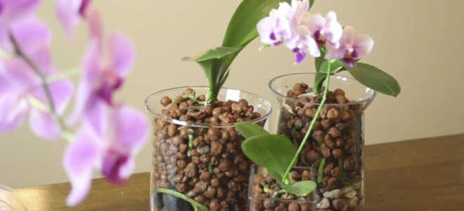 Пересадка орхидеи — виды посадок, способы и рекомендации