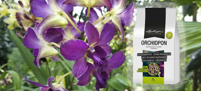 Грунт для орхидей — Лечуза