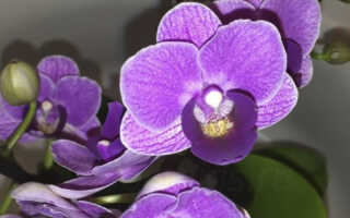 Орхидея Фиолетовая Kоролева — «Violet Queen»