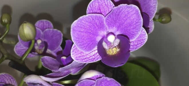 Орхидея Фиолетовая Kоролева — «Violet Queen»
