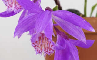 Орхидея Плейоне — особенности вида, уход