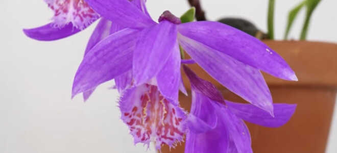 Орхидея Плейоне — особенности вида, уход