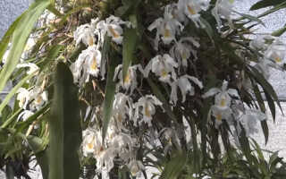 Орхидея Целогина — описание, особенности ухода дома