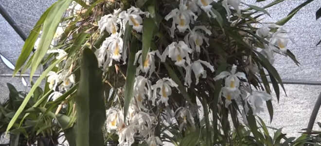 Орхидея Целогина — описание, особенности ухода дома