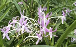 Орхидея Неофинетия — миниатюрная красавица