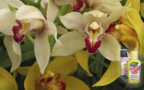 Подкормка орхидей в домашних условиях — важные правила