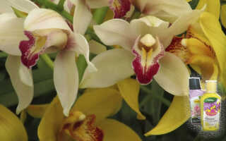 Подкормка орхидей в домашних условиях — важные правила
