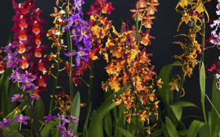 Орхидея Онцидиум — уход, разновидности