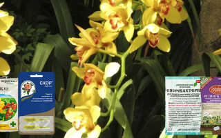 Фунгициды для орхидей — разновидности, применение
