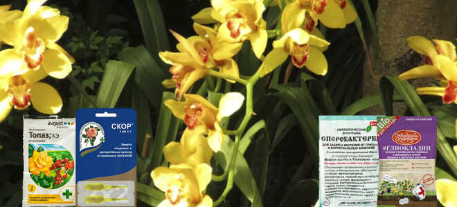 Фунгициды для орхидей — разновидности, применение