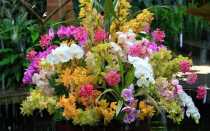 Орхидея в доме — наблюдения предков, значение цветов и приметы