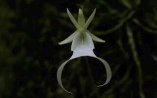 Редкая орхидея-призрак — парящая в воздухе