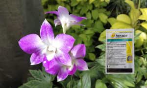 Актара для орхидей — описание, применение, важные рекомендации